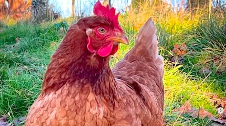 ADOPTION DE POULES – 300 pondeuses cherchent une nouvelle vie